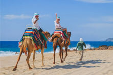 Camel Ride Los Cabos